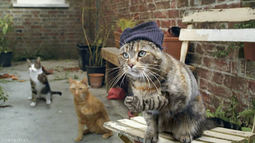 1299340729_tumblr_lhg15tk9w01qd2avdo1_500_sensky_gksthdenthd[1][3].gif