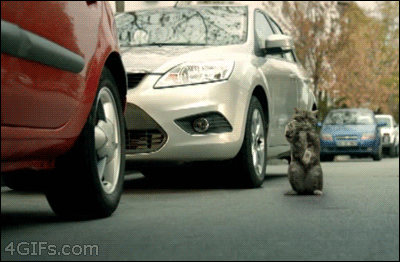 후진돕는고양이.GIF
