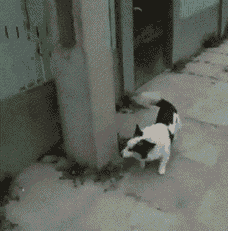 3.gif