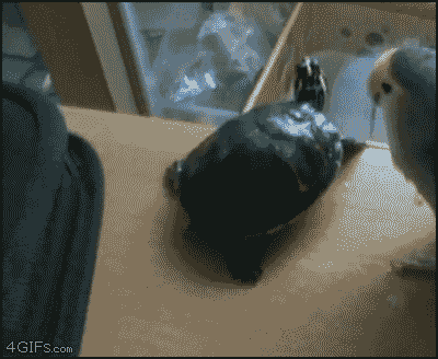 funniest-animal-gifs-parrot-turtle.gif