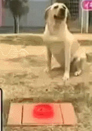 10.gif