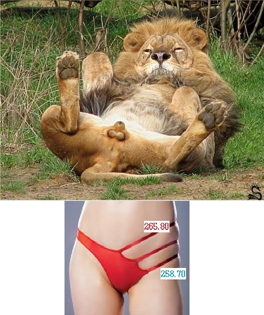 파이옥.jpg