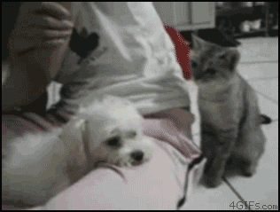 %B1%F5%B3%C9%C0%CC.gif