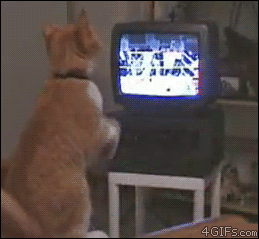 BwQ51f8f9bddd659.gif