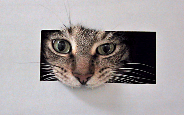 Crazy%20cat.jpg