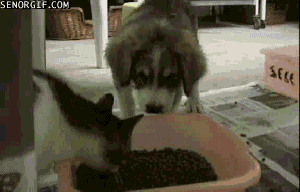 tumblr_mvctet0yOj1si54lvo1_400.gif
