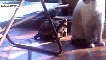 funny-gif-turtle-bites-cat.gif