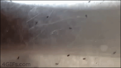 메자가 개미.gif