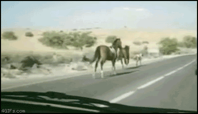 AQ851bc73f6bbb2a.gif